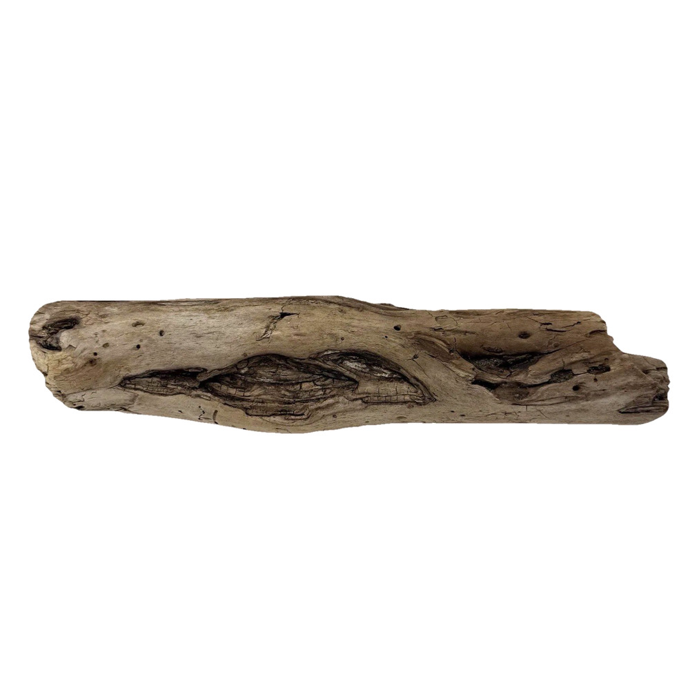 California Coast Driftwood Log – Sculpted Erosion Cavities 14” Natural